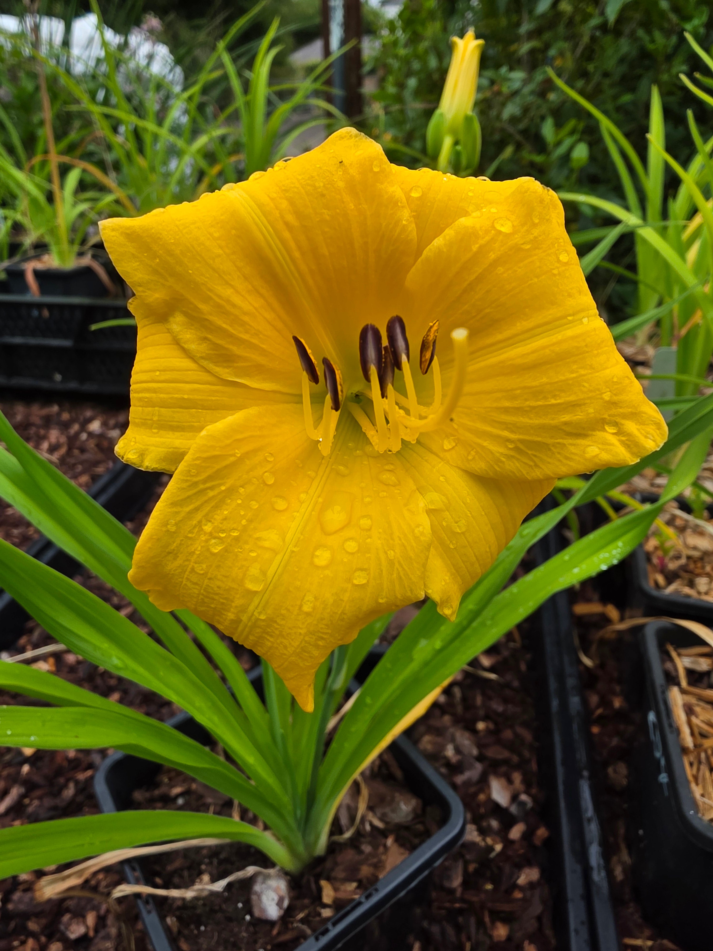 Hemerocallis 'Yellow Lollipop'