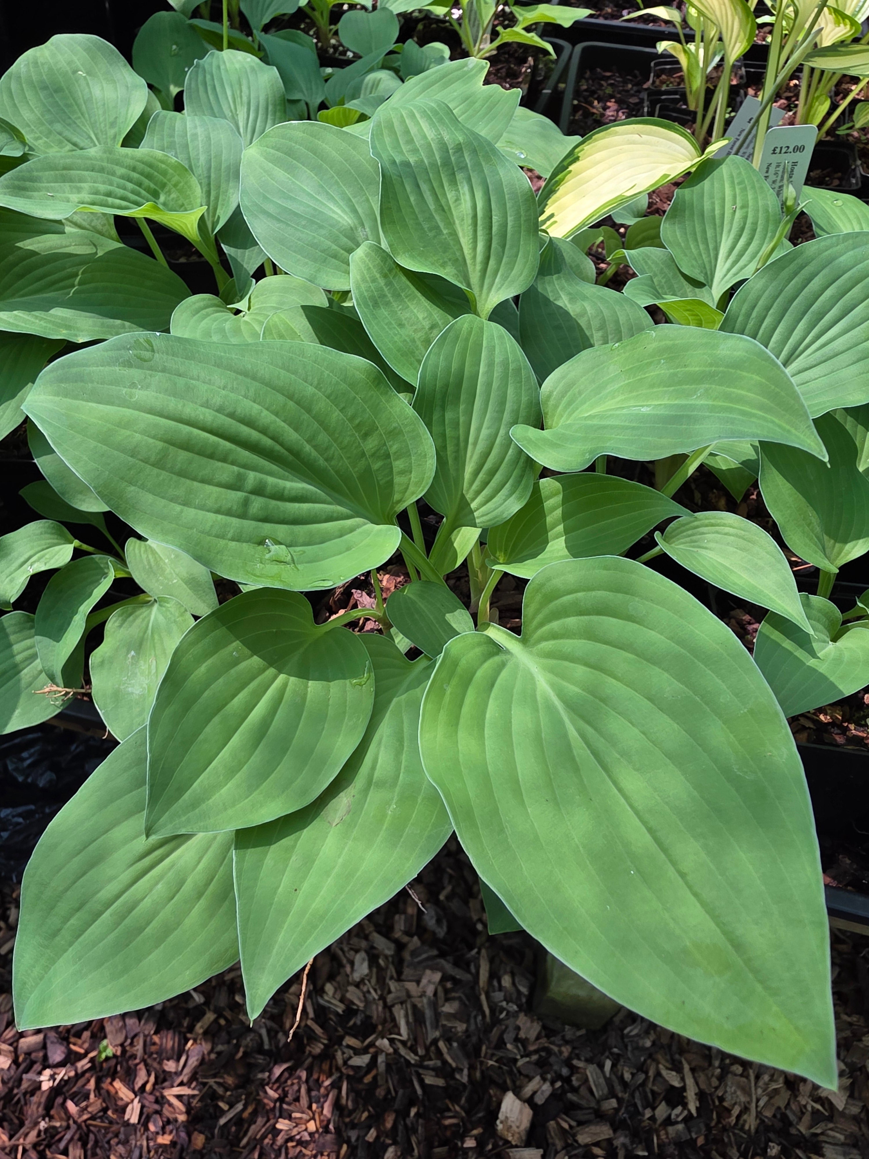 Hosta 'Pearl Lake'