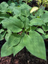 Hosta 'Pearl Lake'