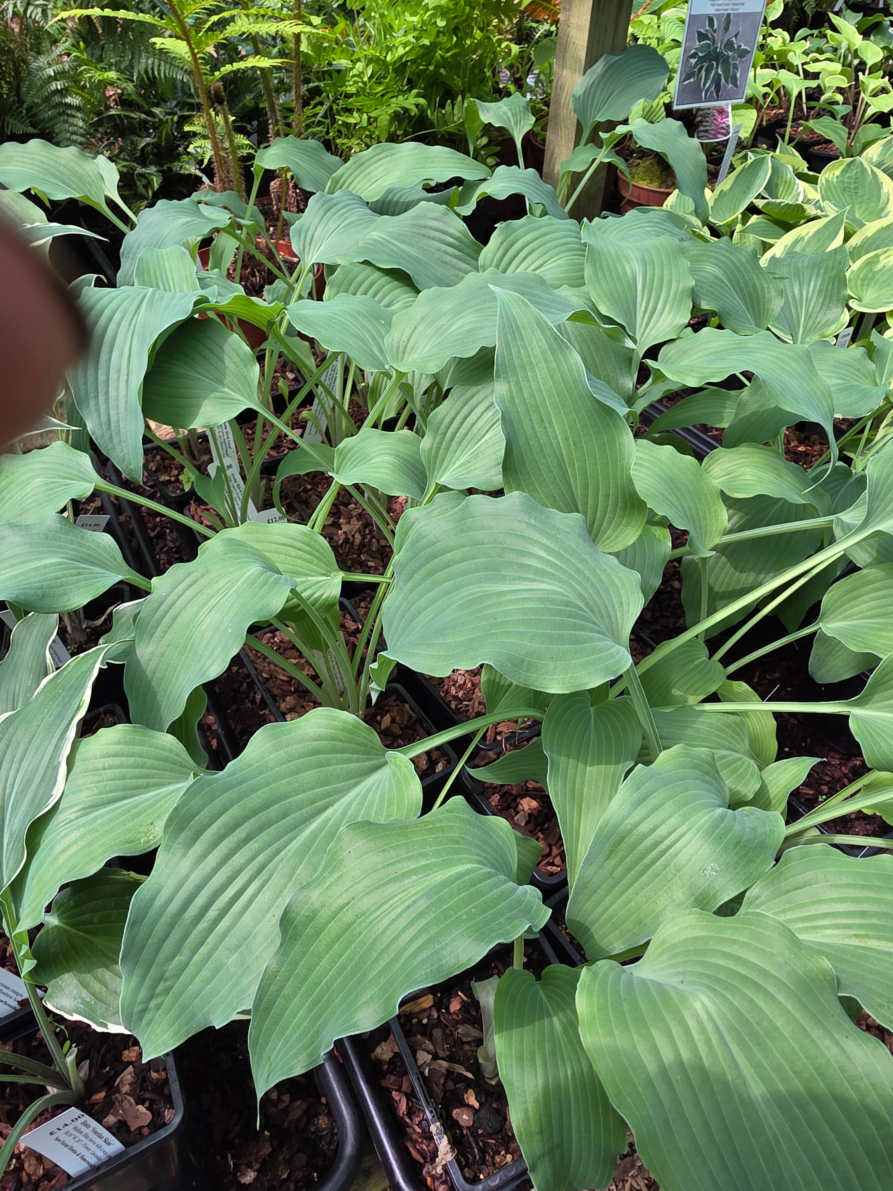 Hosta 'Elvis Lives'