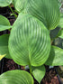 Hosta 'Biggie'