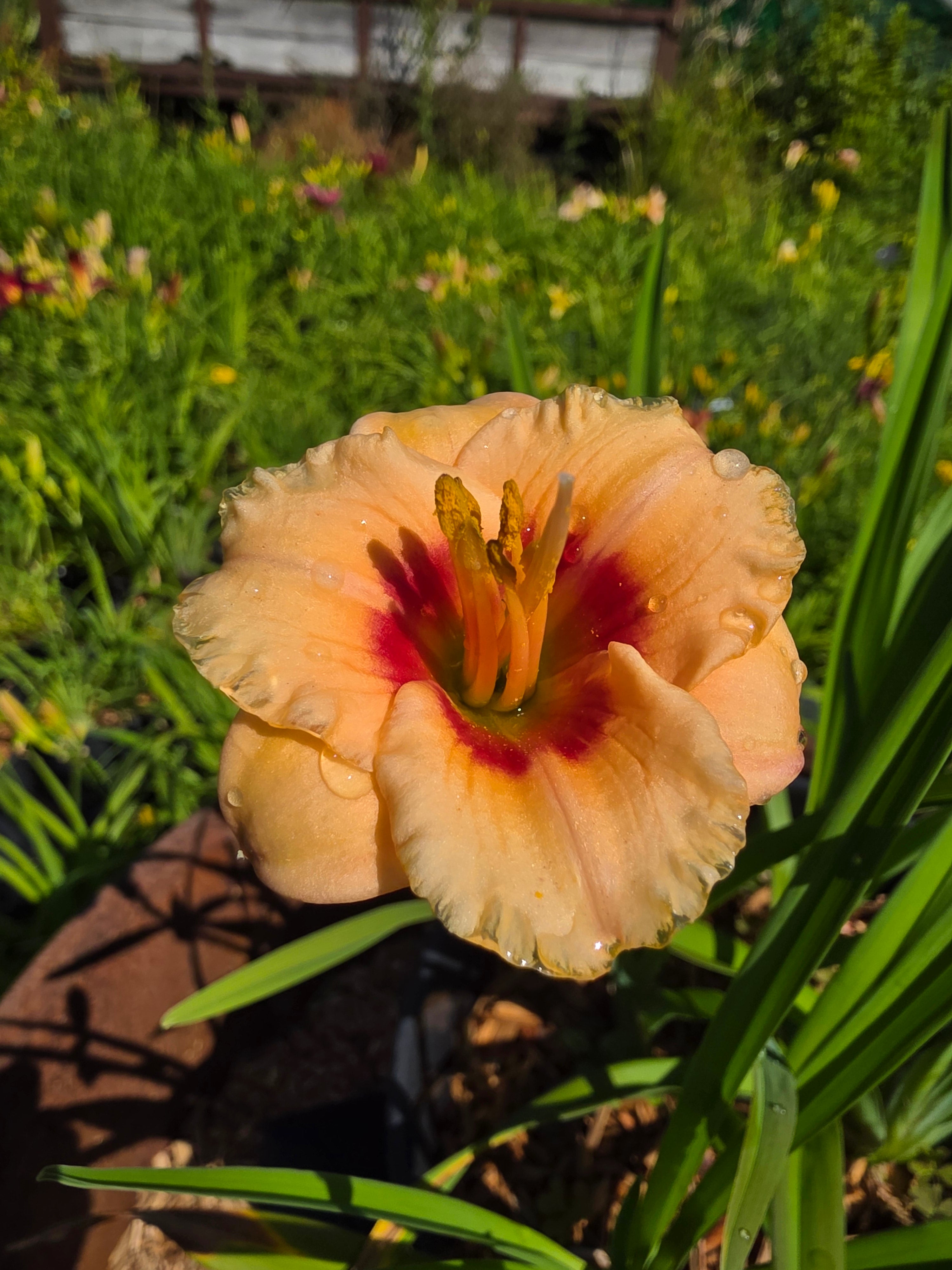Hemerocallis 'You Angel You'