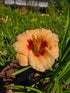 Hemerocallis 'You Angel You'