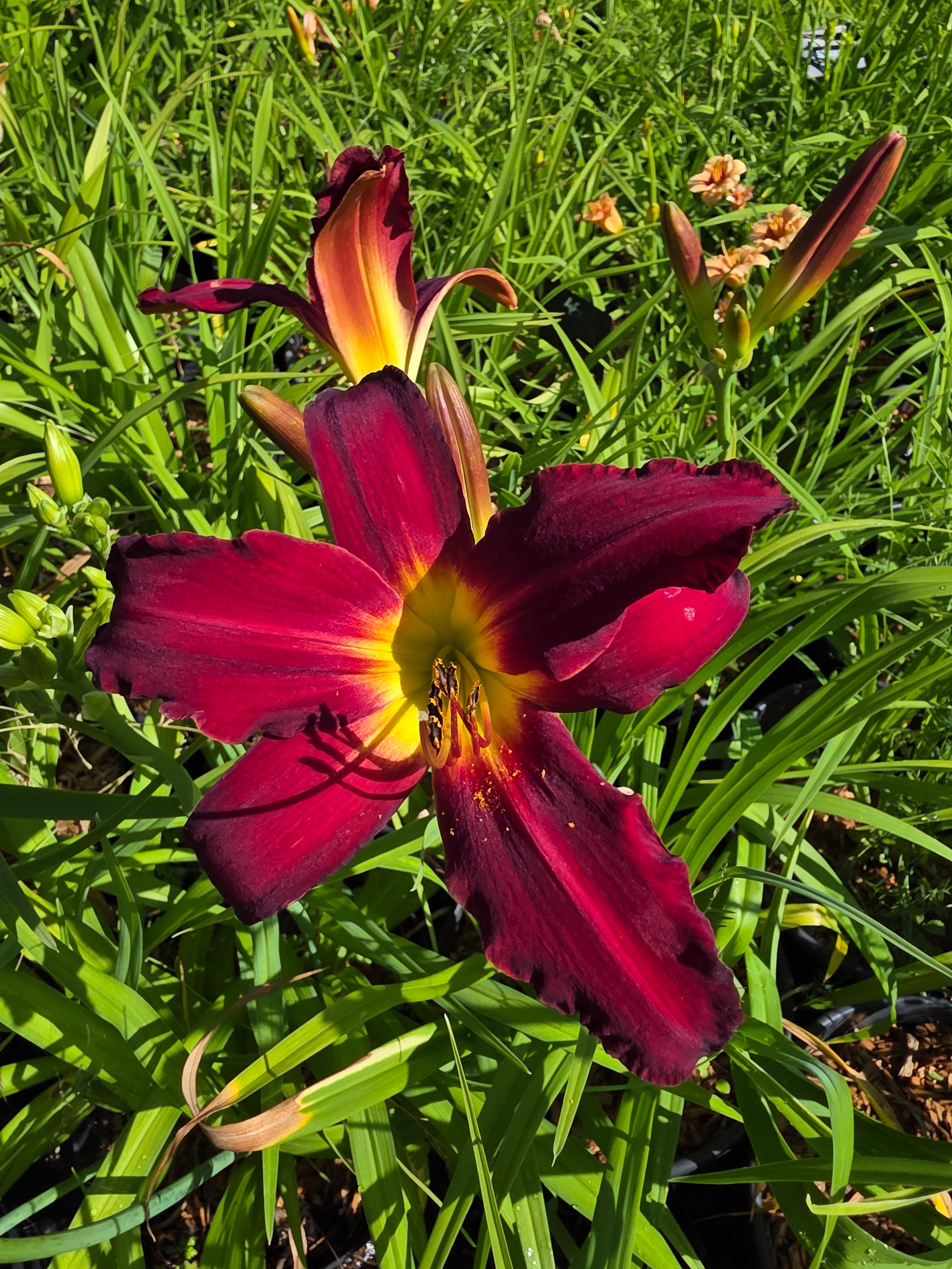 Hemerocallis 'Spiderman'