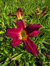 Hemerocallis 'Spiderman'