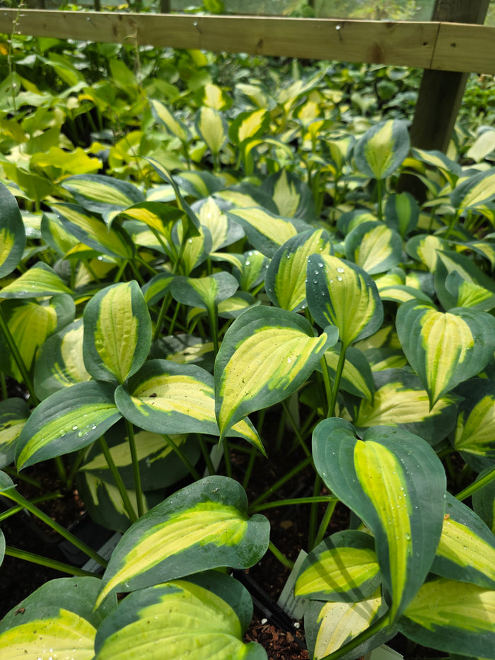 Hosta 'Smash Hit'