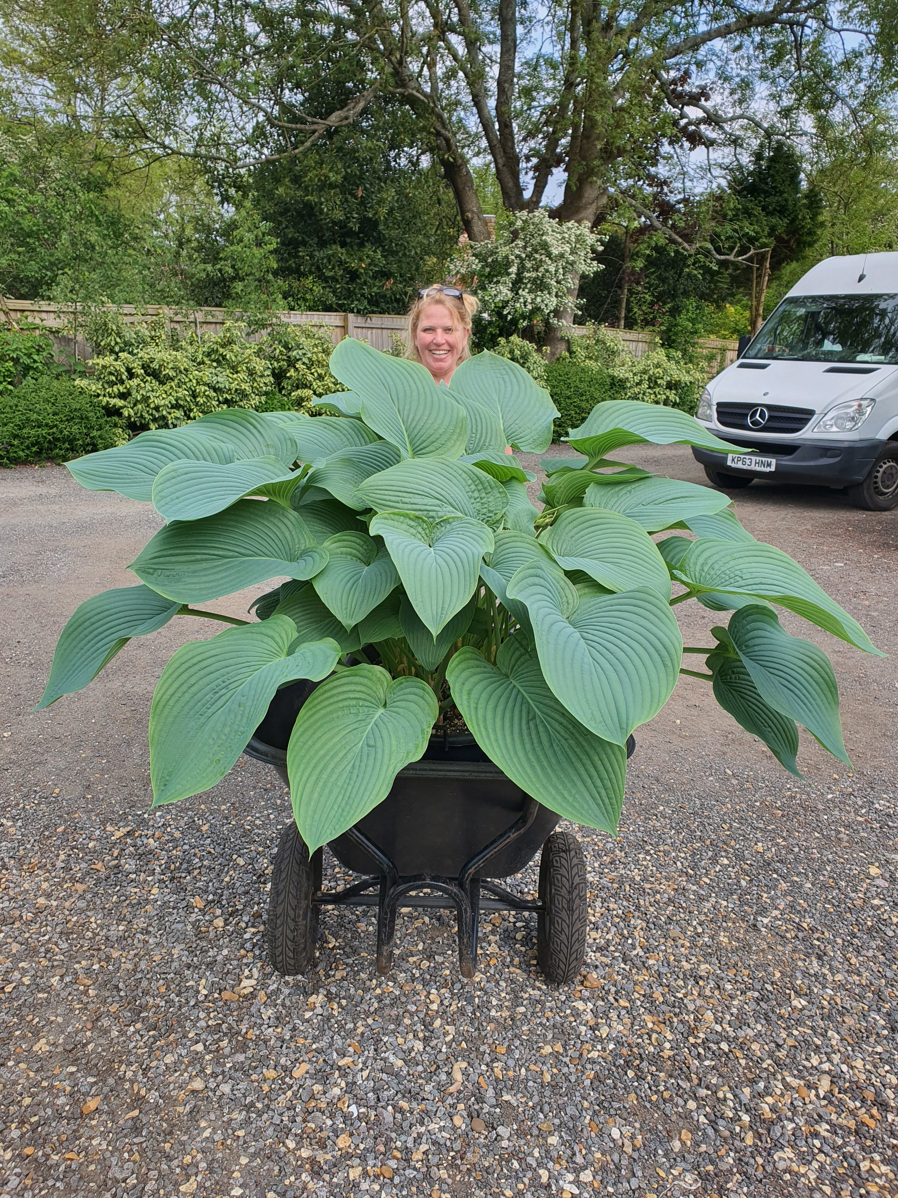 Hosta 'Empress Wu' 3lt  Deep Pot