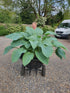 Hosta 'Empress Wu' 3lt  Deep Pot