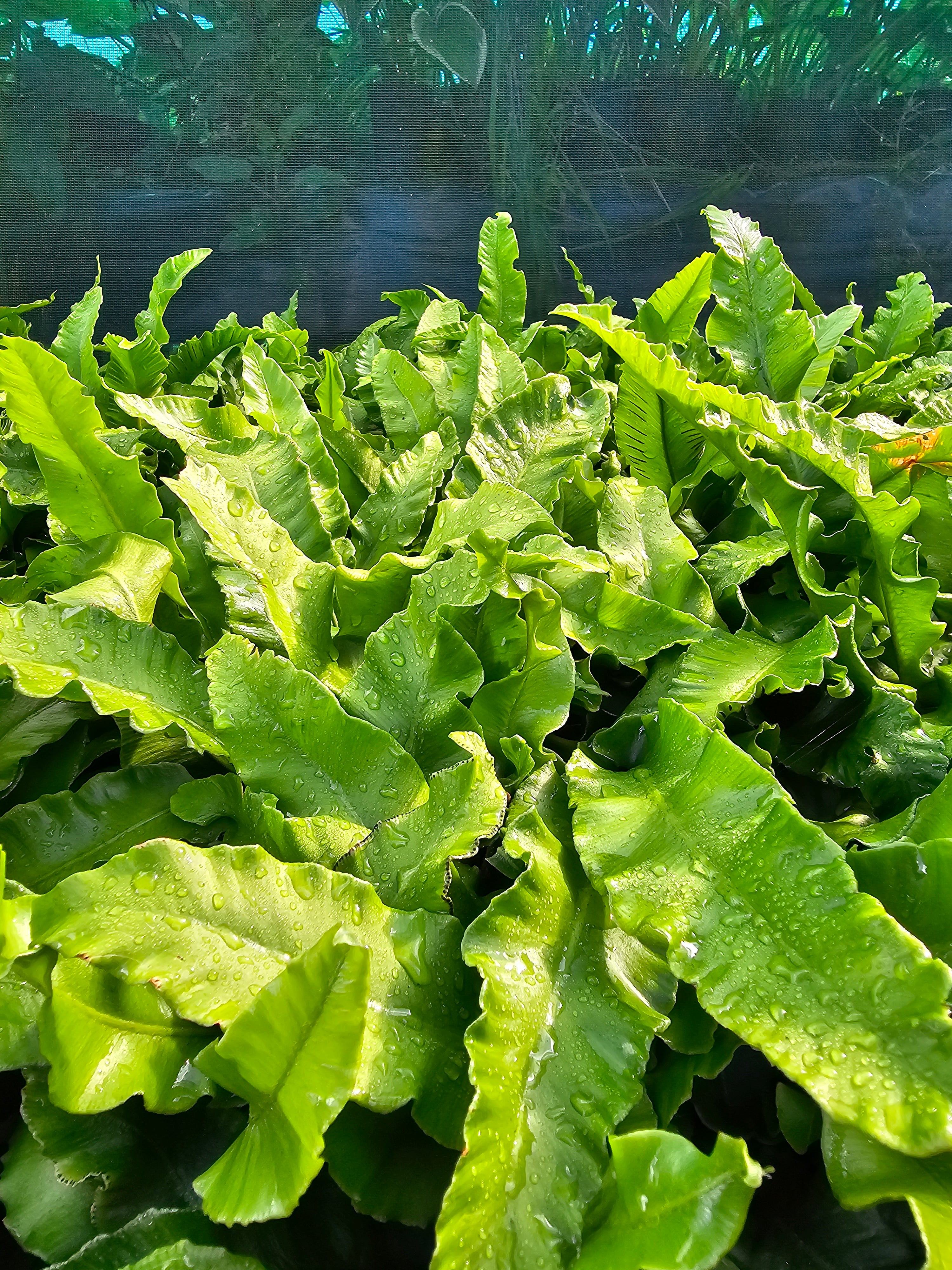 Asplenium scolopendrium 1ltr