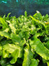 Asplenium scolopendrium 1ltr