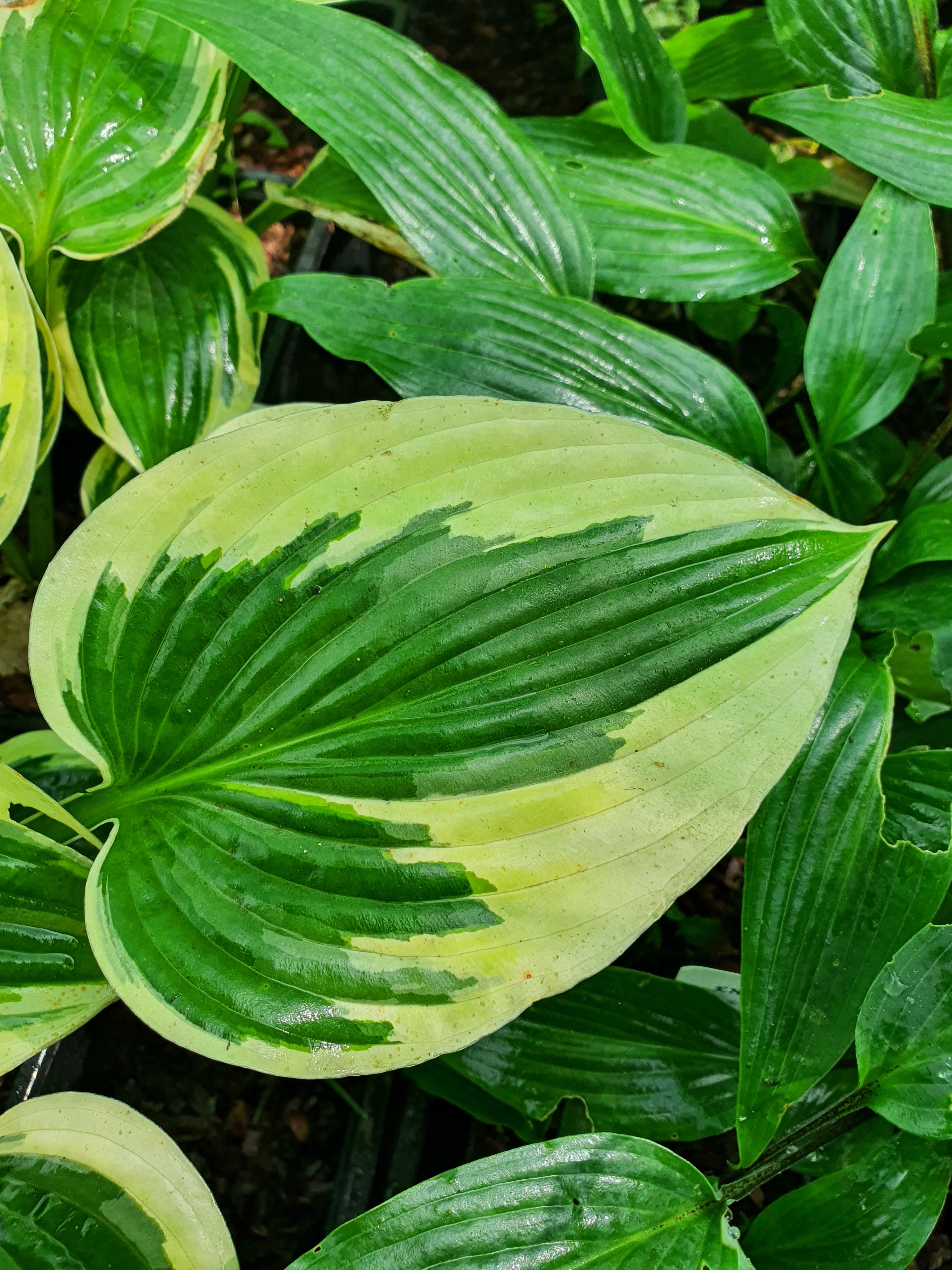 Hosta 'Tambourine'