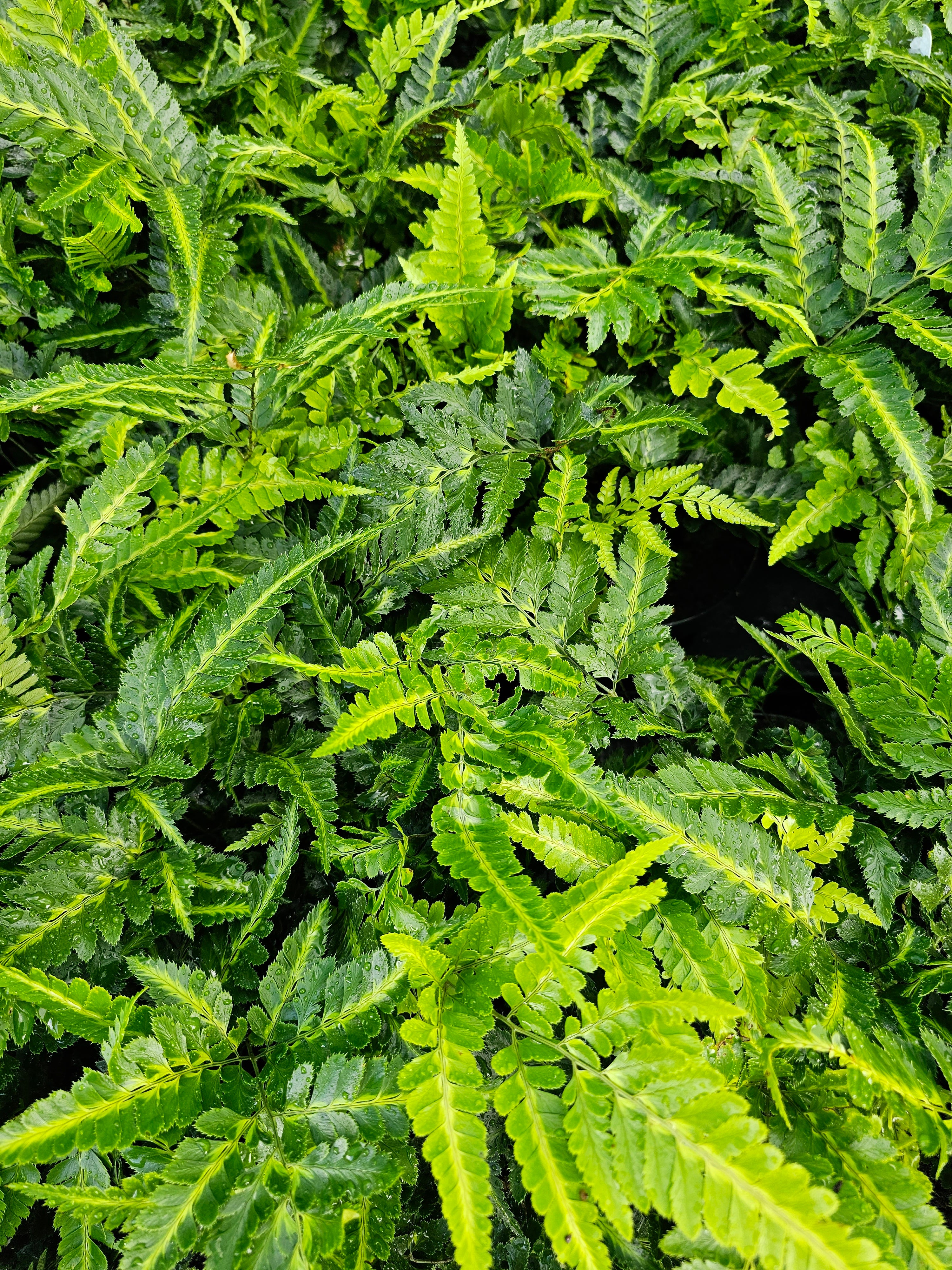 Arachnoides aristata 'Variegata' 1.5-2 ltr