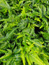Arachnoides aristata 'Variegata' 1.5-2 ltr