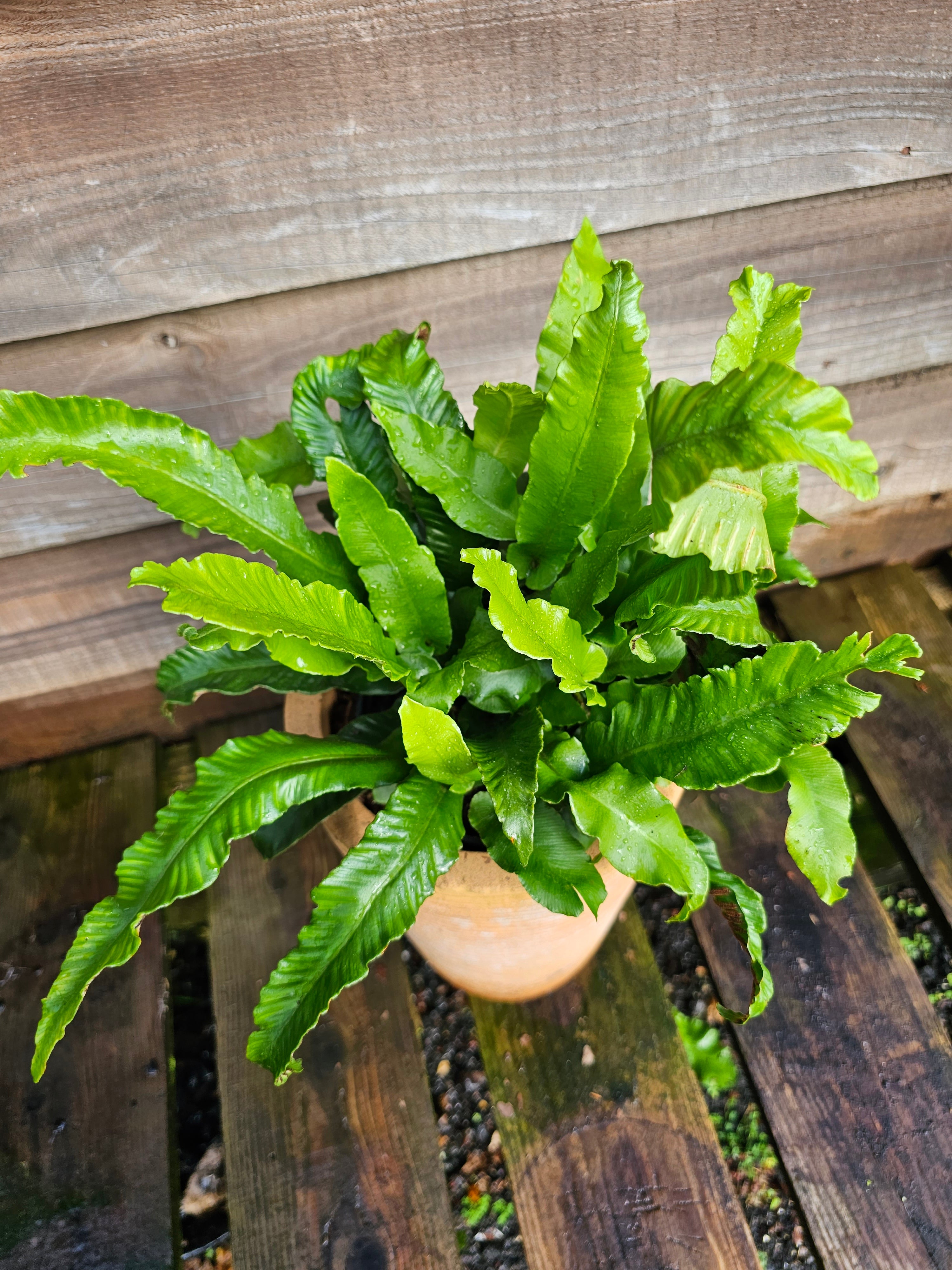 Asplenium scolopendrium 1ltr