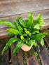 Asplenium scolopendrium 1ltr