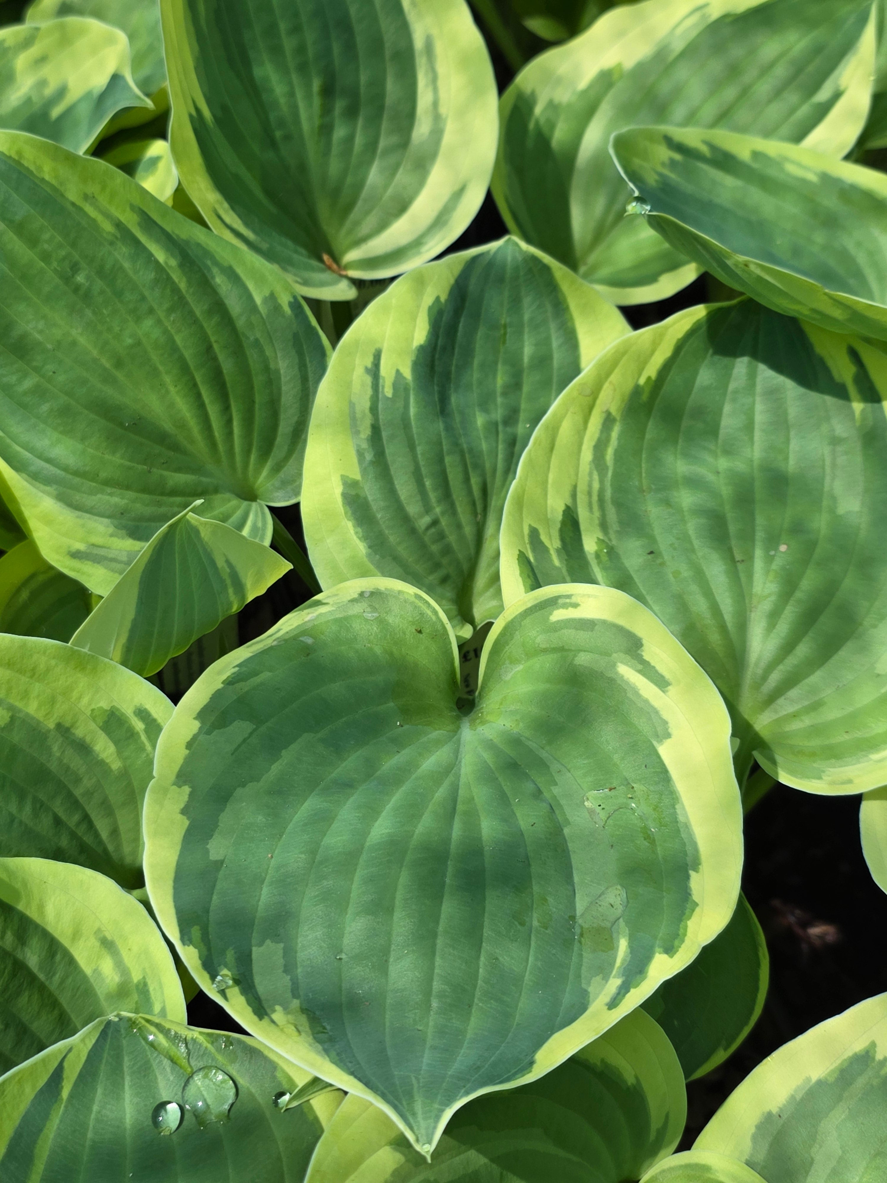 Hosta 'Hi-Class'