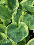 Hosta 'Hi-Class'