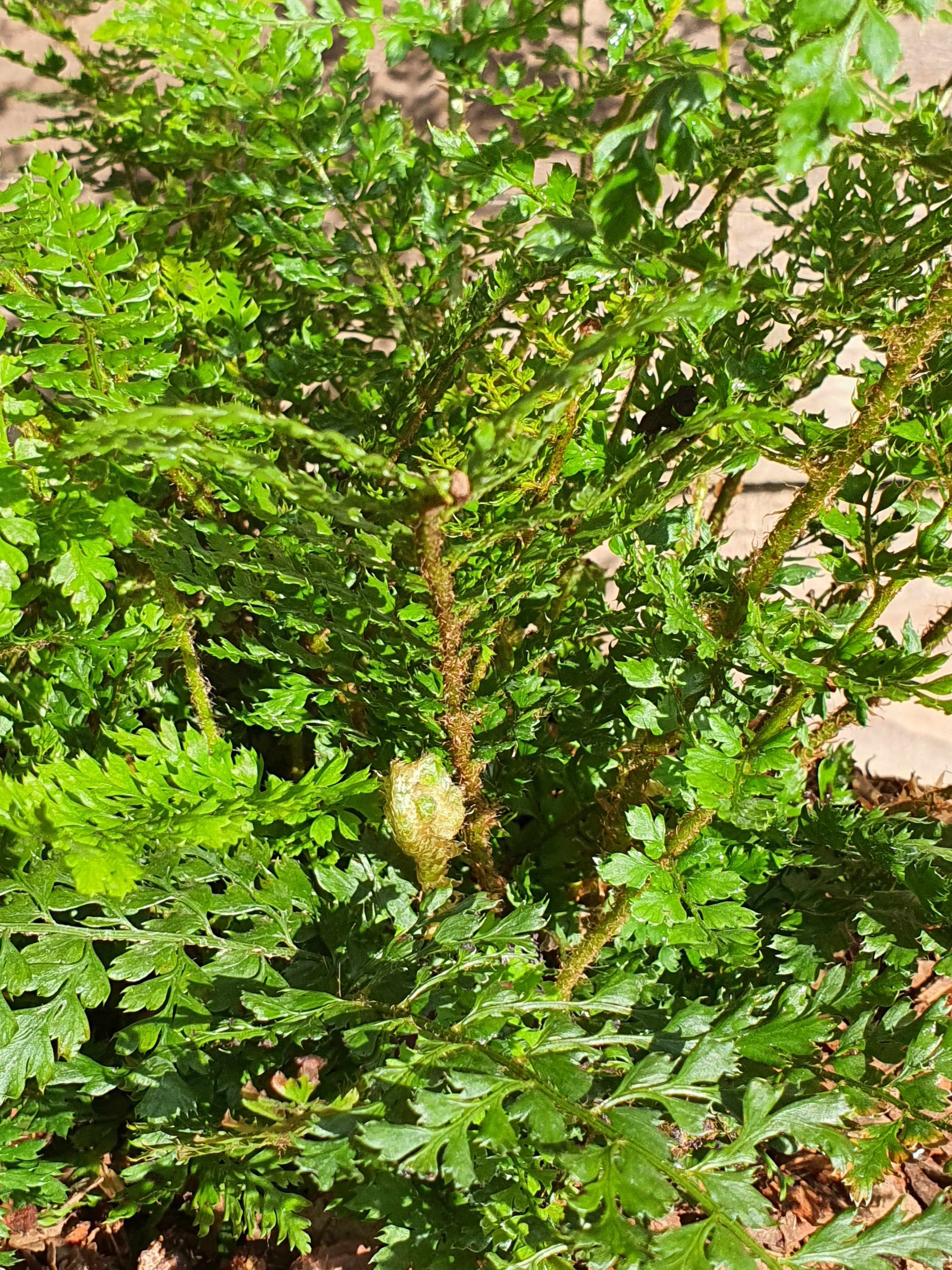 Polystichum setiferum 'Proliferum' 1.5-2 ltr