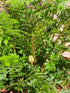 Polystichum setiferum 'Proliferum' 1.5-2 ltr