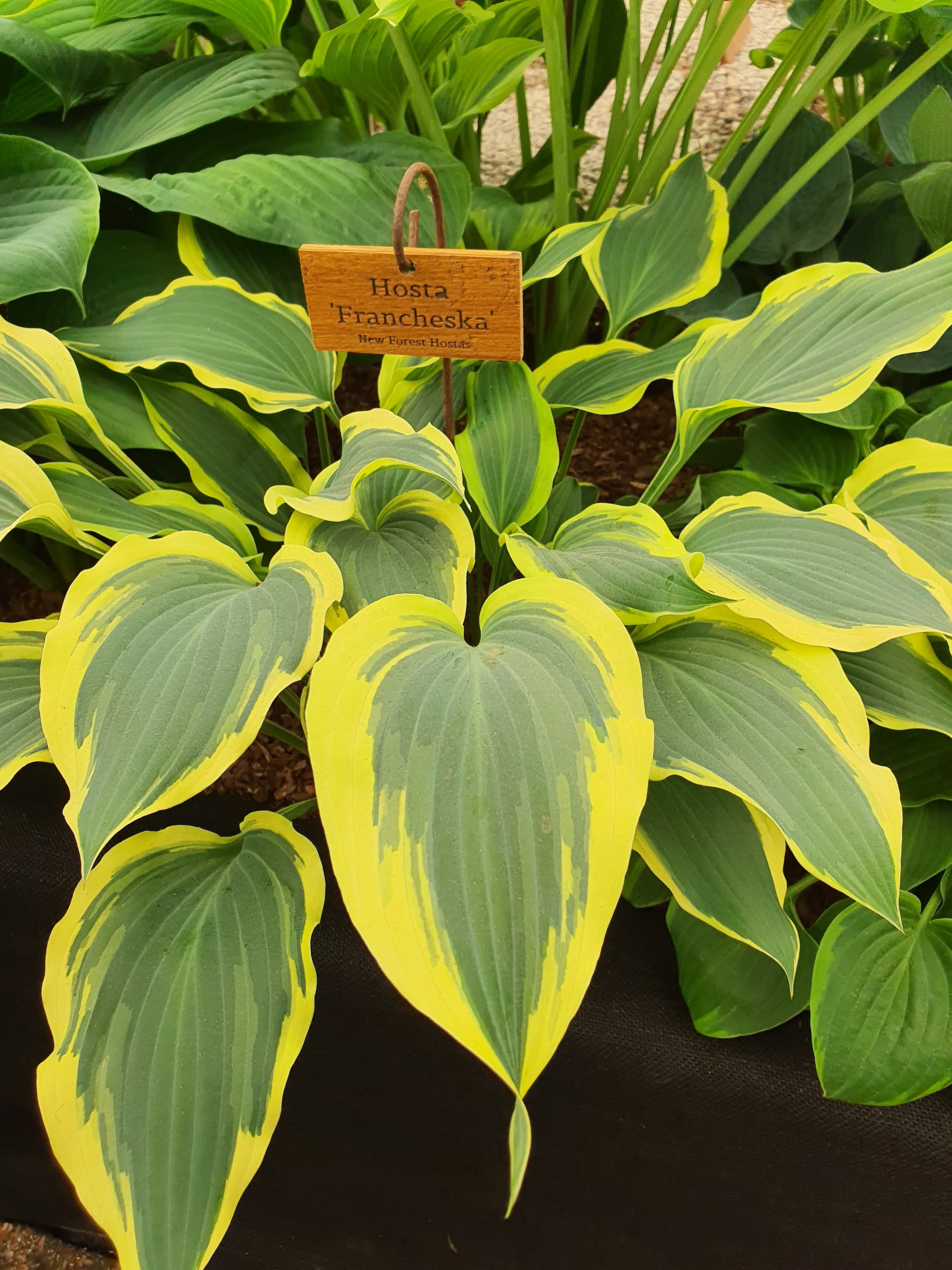 Hosta 'Francheska'