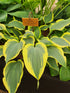 Hosta 'Francheska'