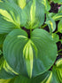 Hosta 'Center Of Attention'