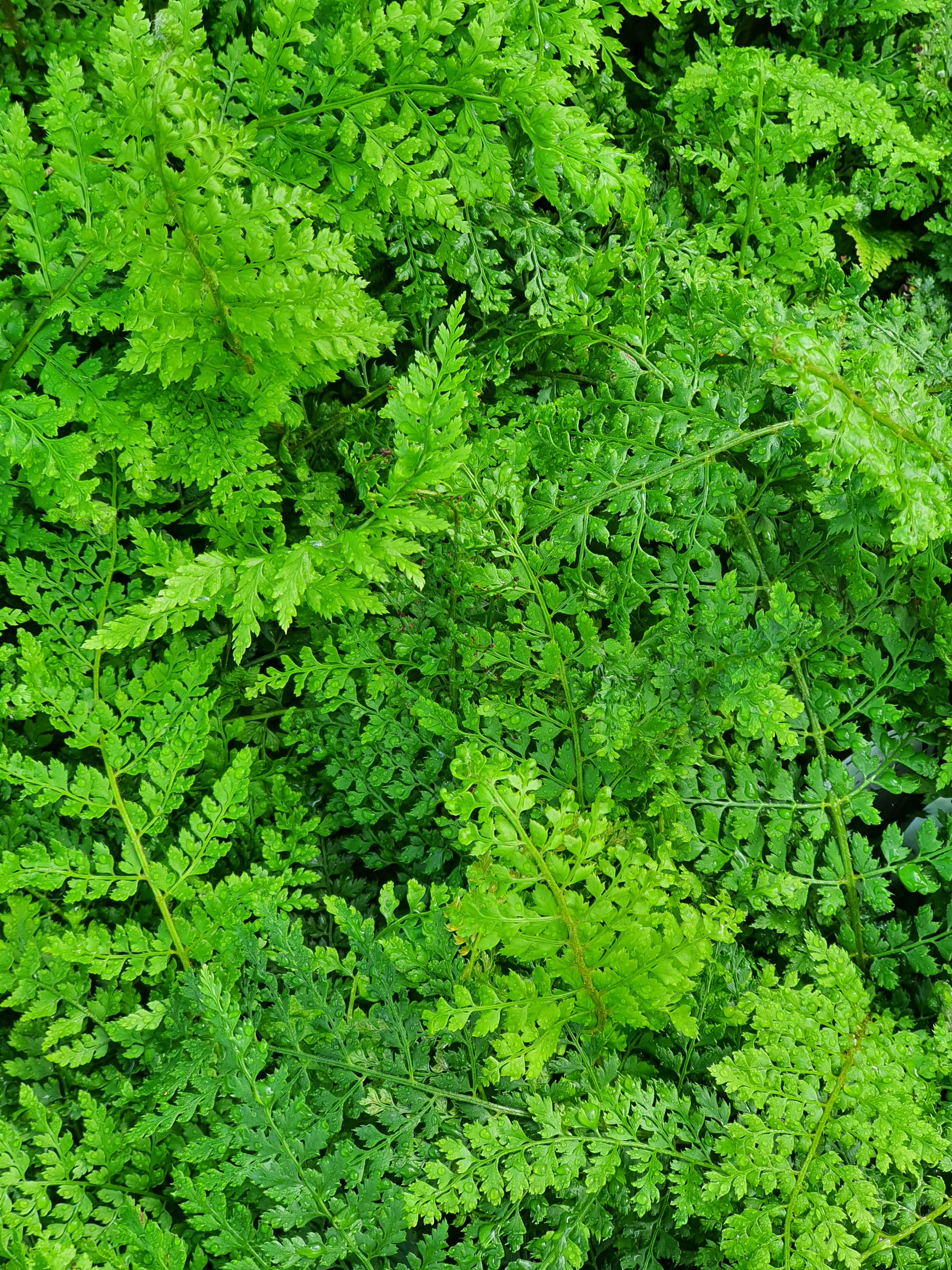 Polystichum setiferum 'Proliferum' 1.5-2 ltr