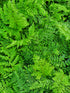 Polystichum setiferum 'Proliferum' 1.5-2 ltr