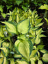 Hosta 'Hi-Fi'