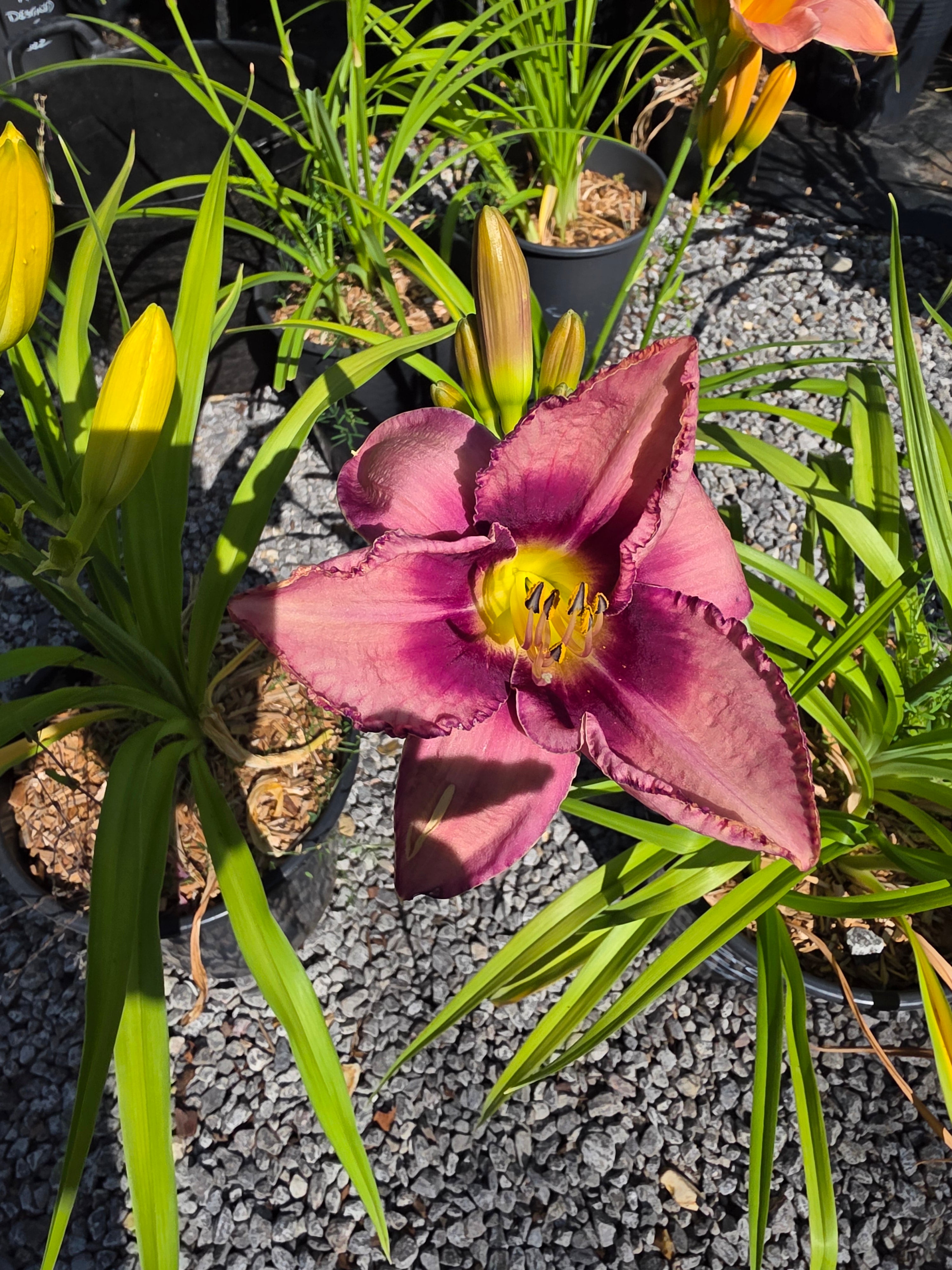Hemerocallis 'Chicago Picotee Queen'