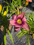 Hemerocallis 'Chicago Picotee Queen'