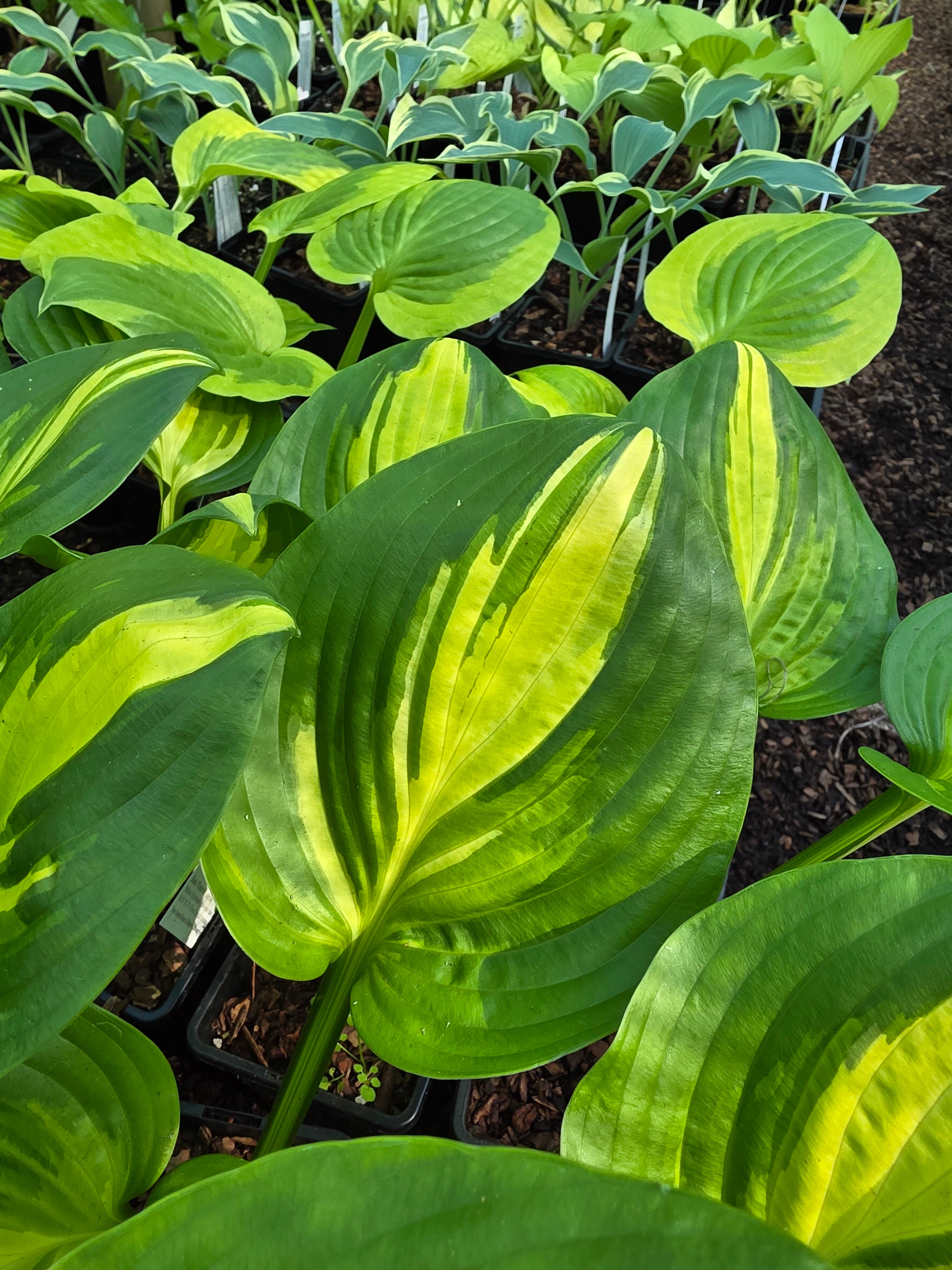Hosta 'Center Of Attention'