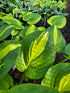 Hosta 'Center Of Attention'