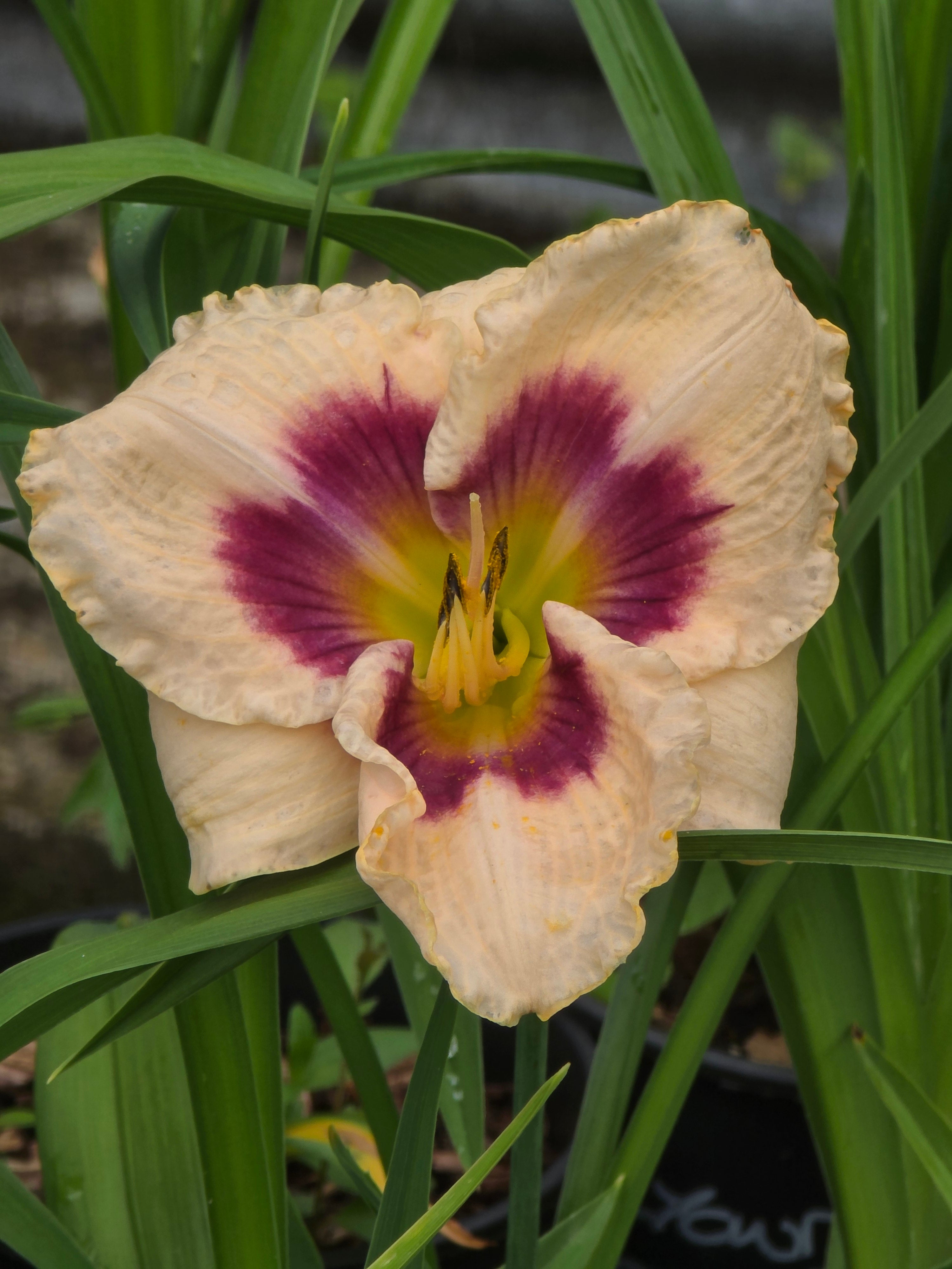 Hemerocallis 'Blueberry Candy'