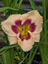 Hemerocallis 'Blueberry Candy'