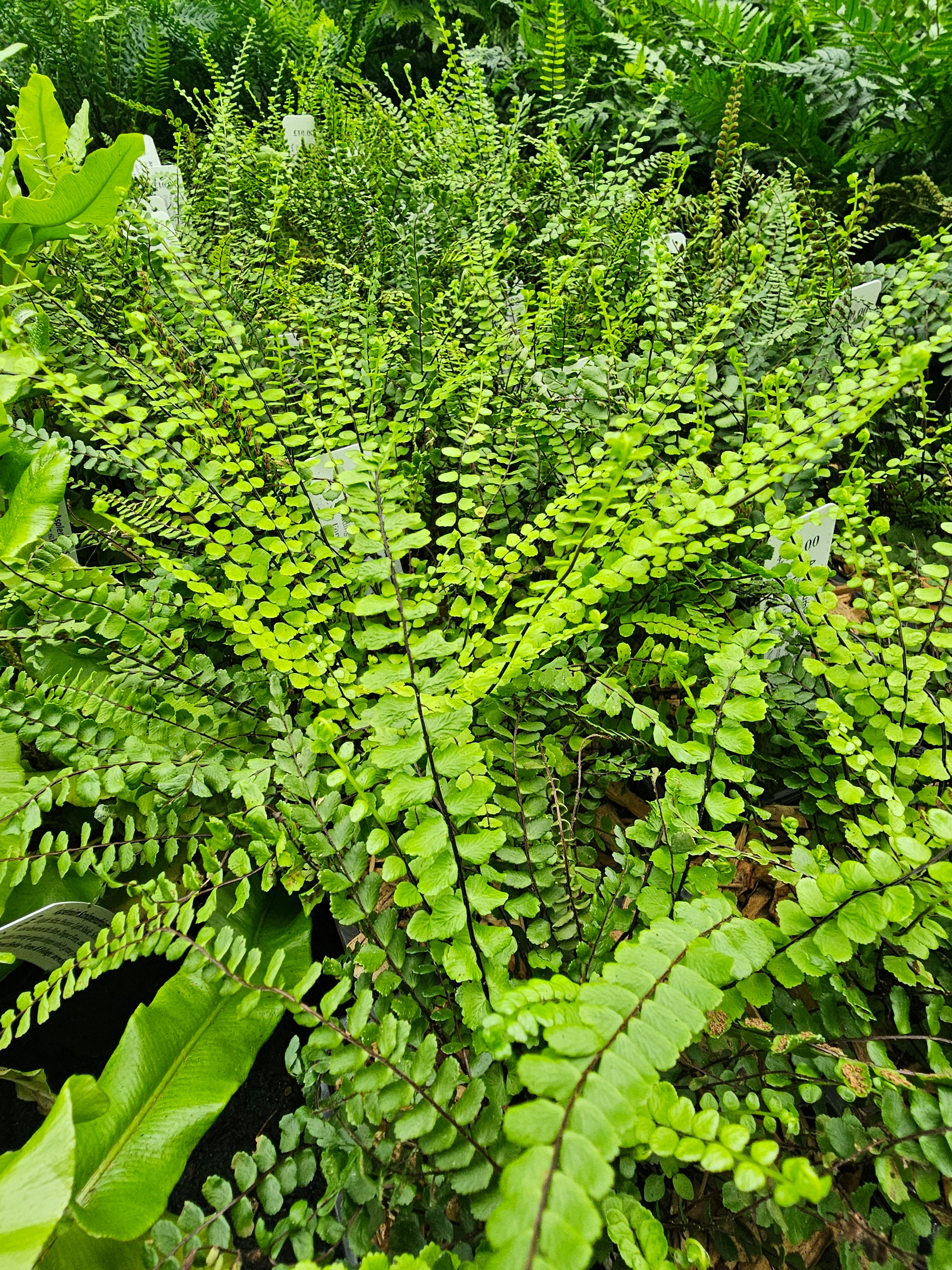 Asplenium trichomanes