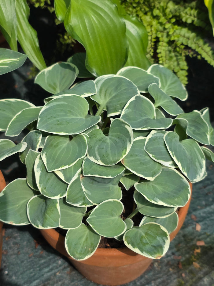 Hosta 'Country Mouse'