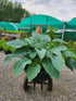 Hosta 'Empress Wu' 3lt  Deep Pot