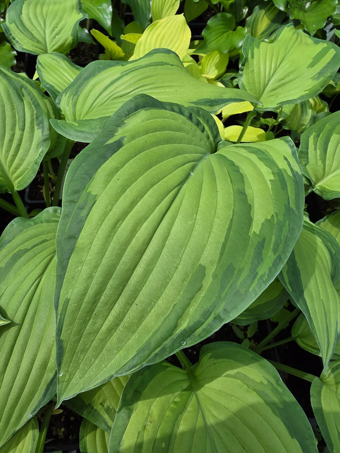 Hosta 'Fortunei Albopicta'