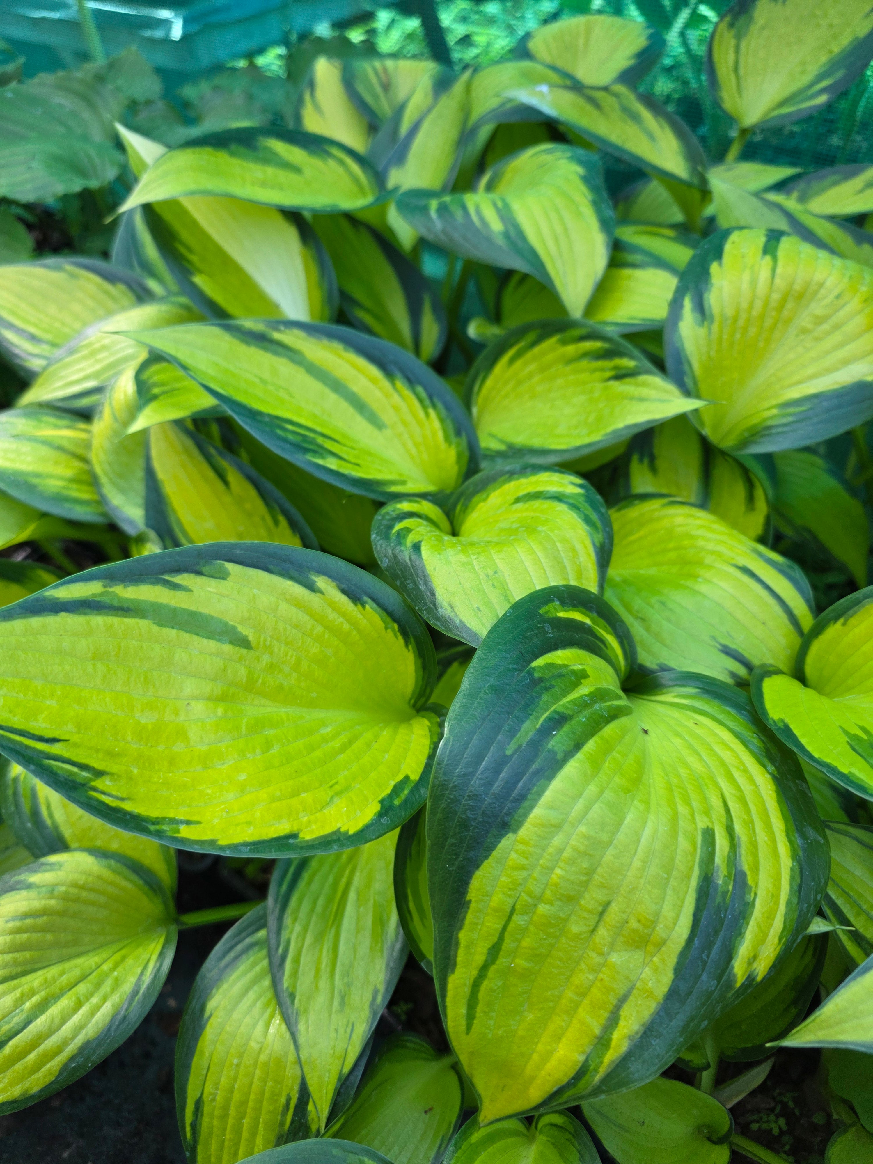 Hosta 'Orange Star'