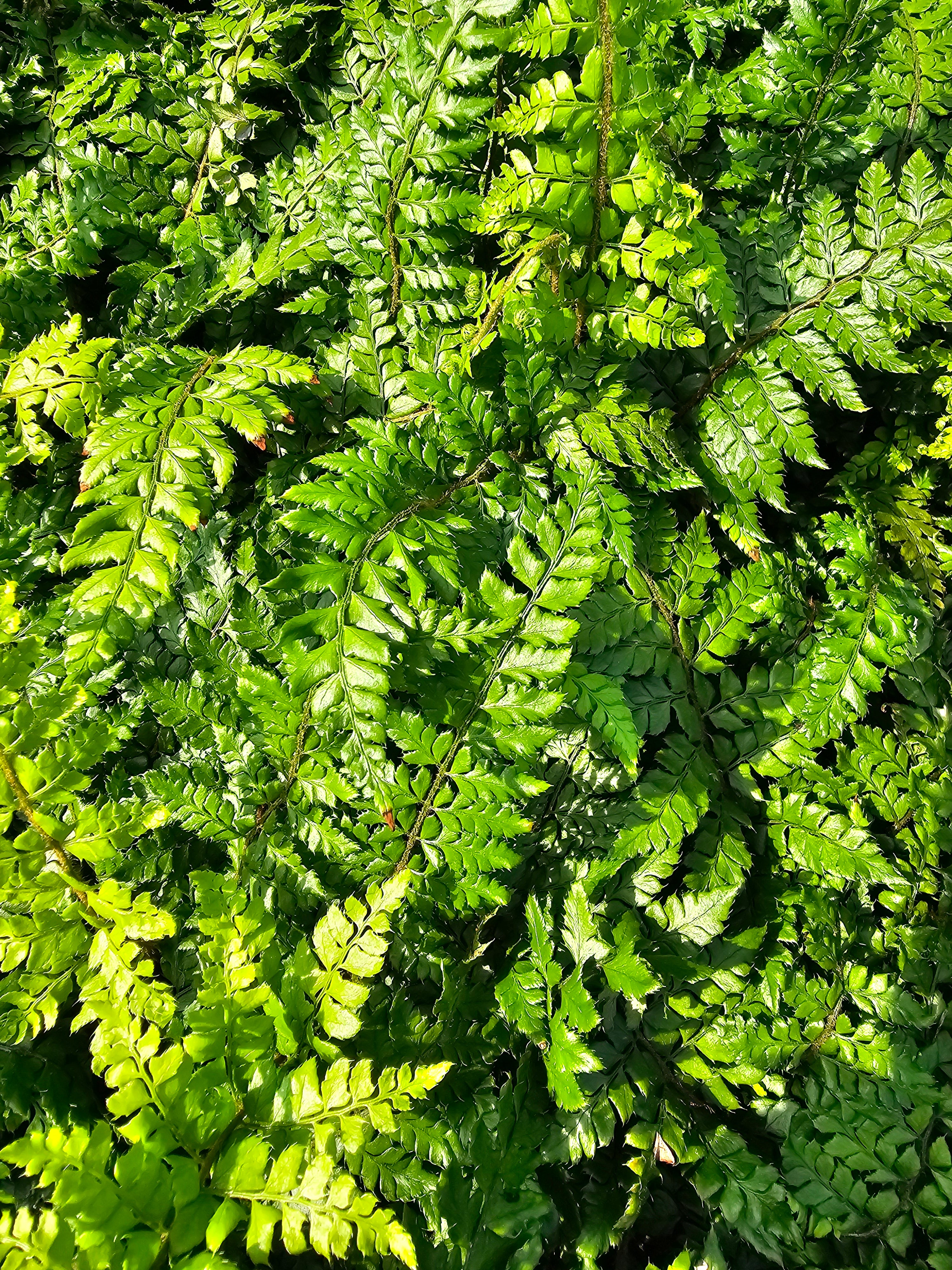 Polystichum makinoi 1.5-2 ltr