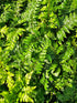 Polystichum makinoi 1.5-2 ltr