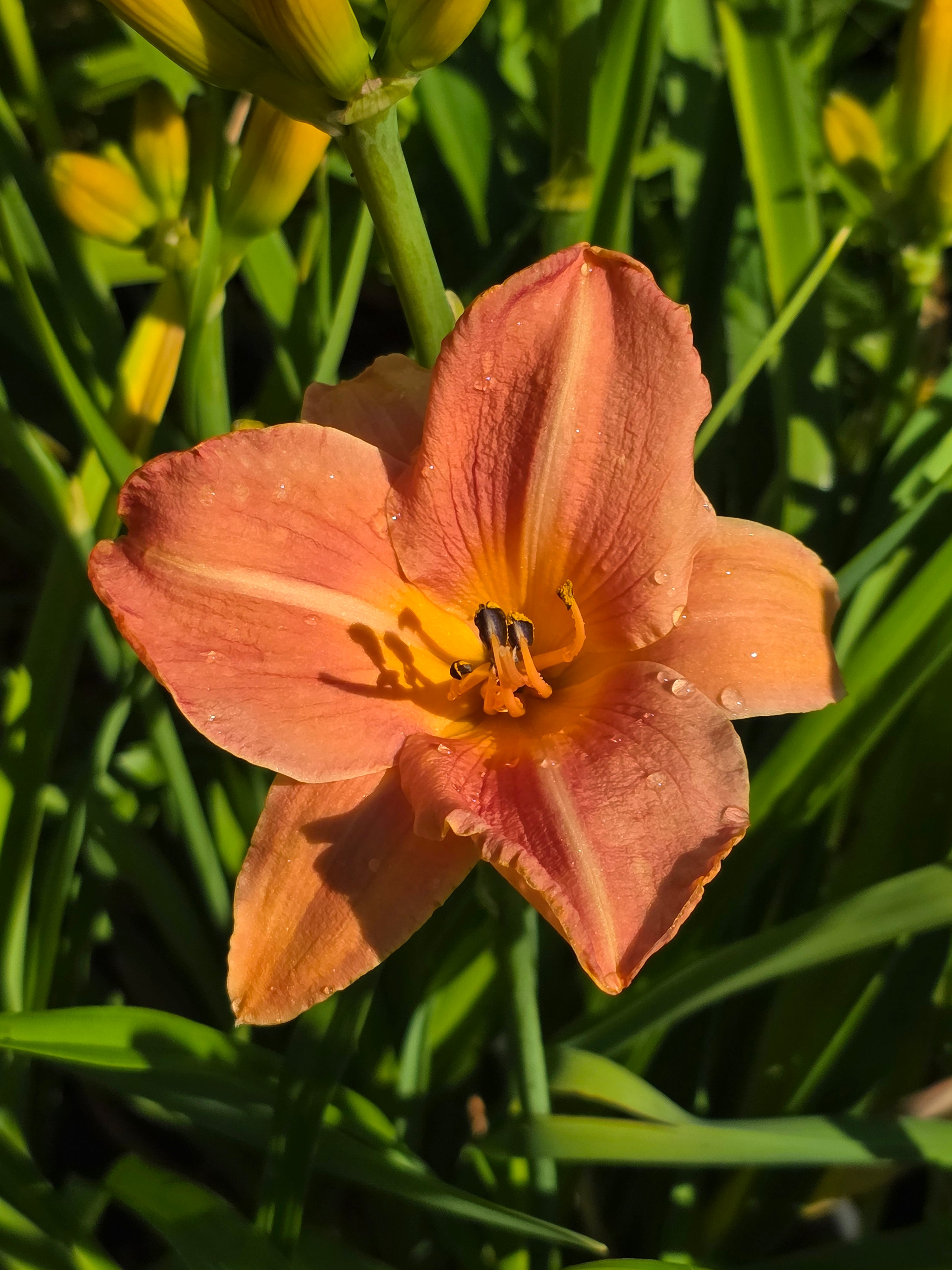 Hemerocallis 'Orchard Sprite'