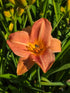 Hemerocallis 'Orchard Sprite'