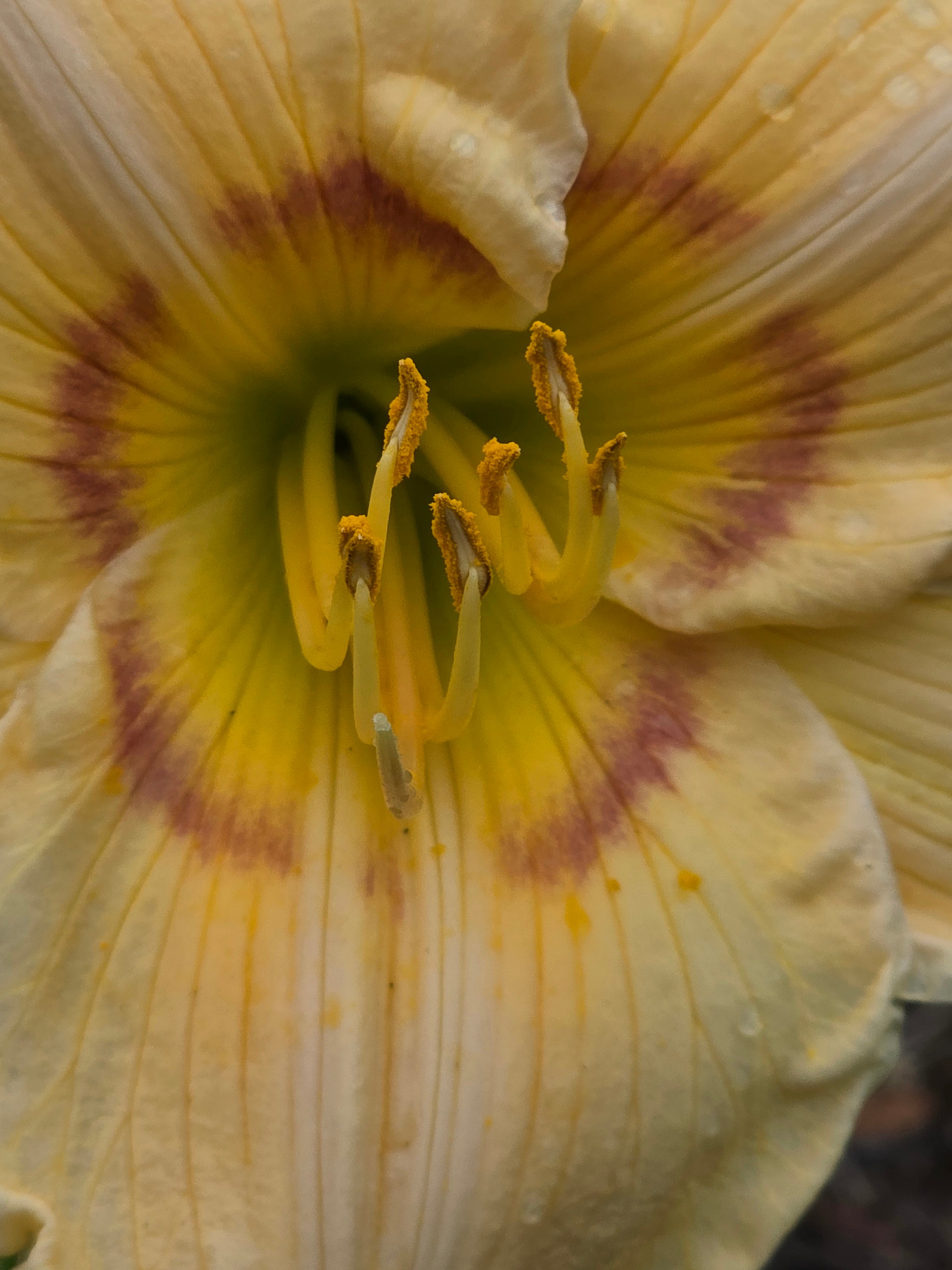 Hemerocallis 'High Energy'
