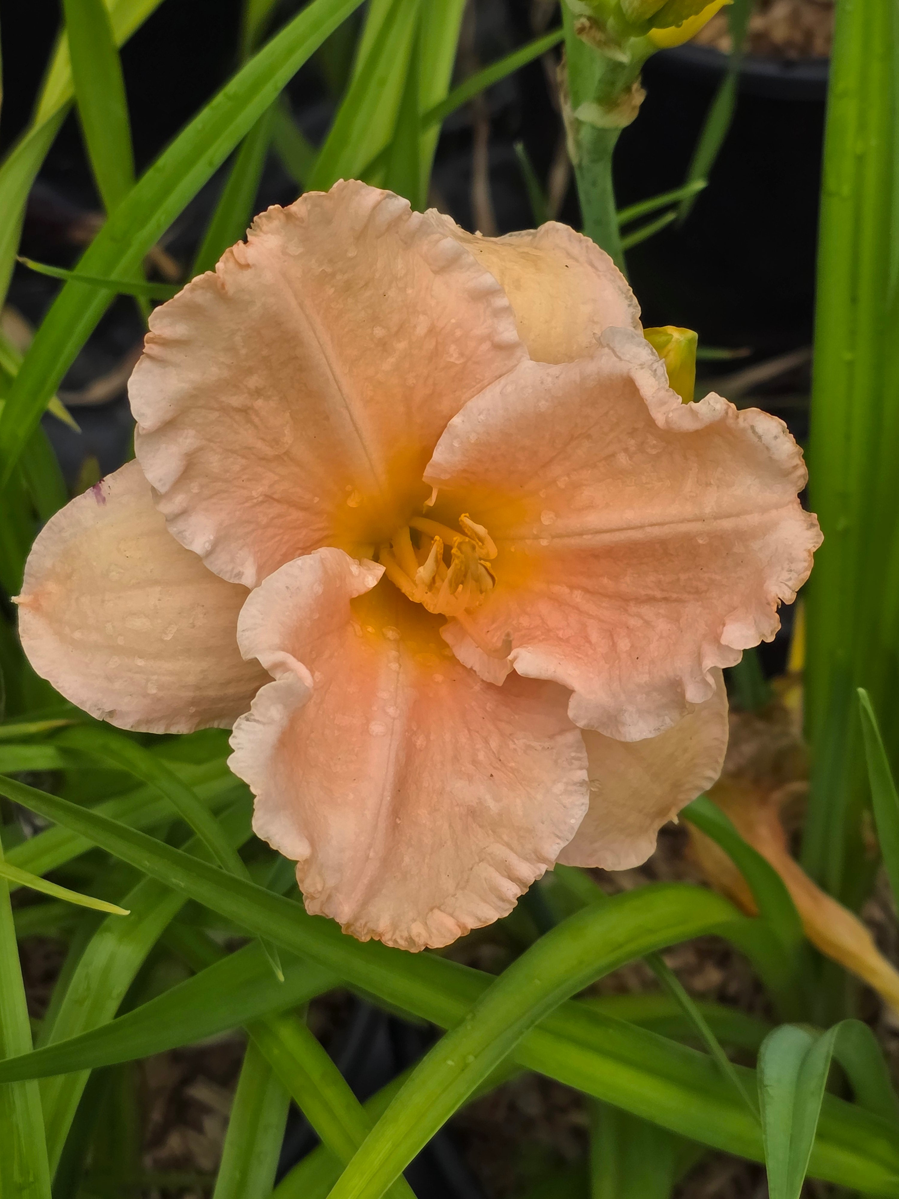 Hemerocallis 'Elizabeth Salter'