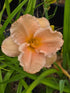 Hemerocallis 'Elizabeth Salter'