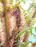 Cyathea tomentosissima 'Highland Lace'