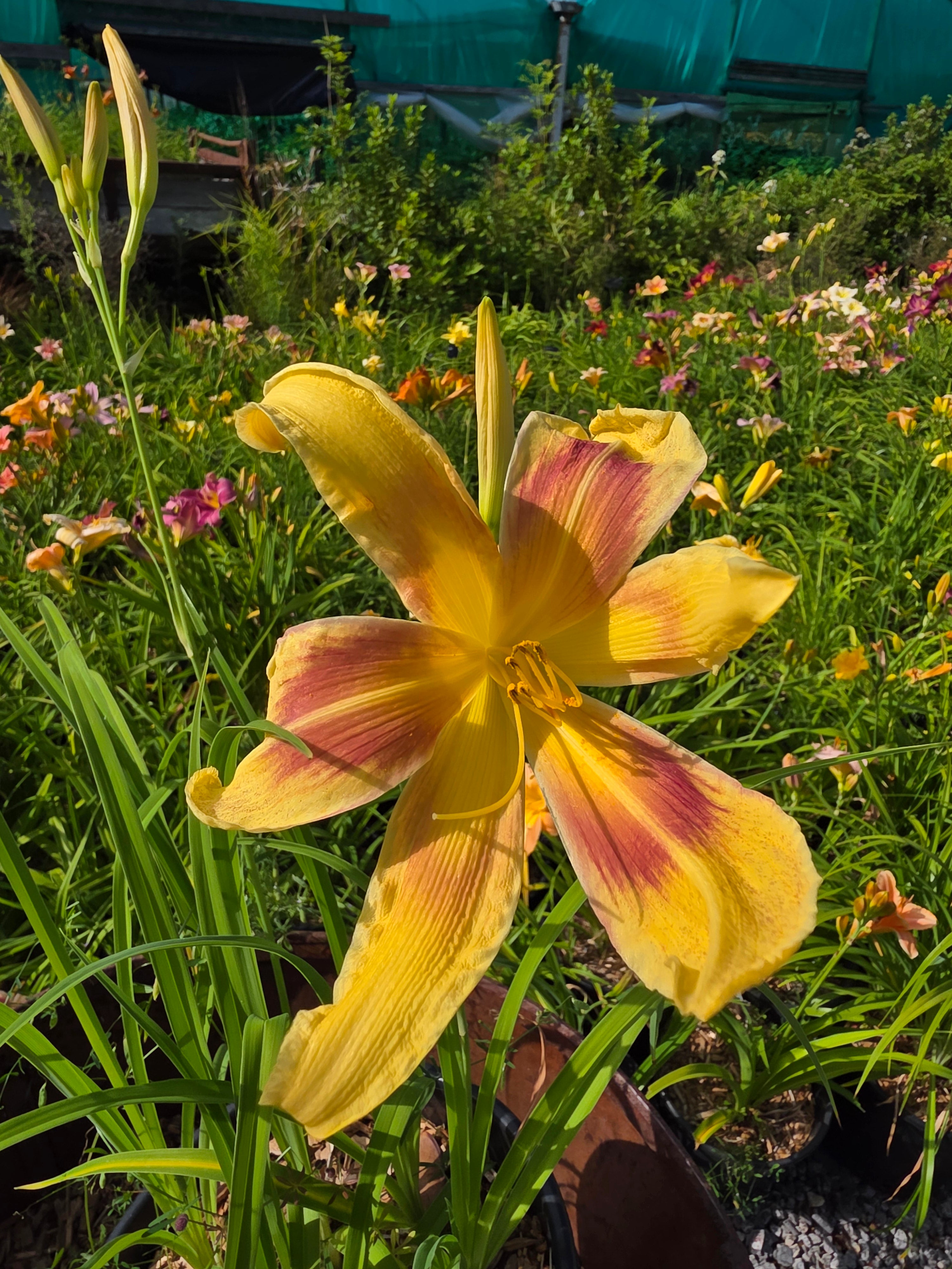 Hemerocallis 'Lady Neva'