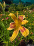 Hemerocallis 'Lady Neva'